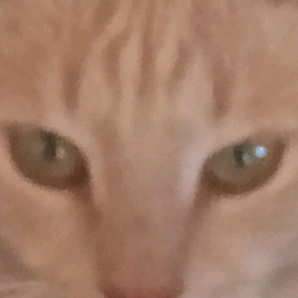 Воздушные котики