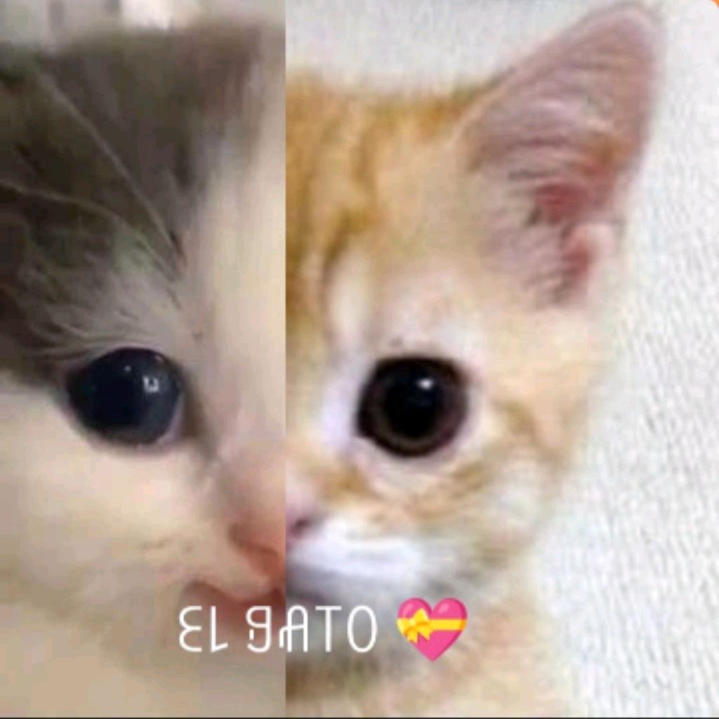 💝ꏂ꒒ ꍌꋬ꓄ꄲ🍞😺