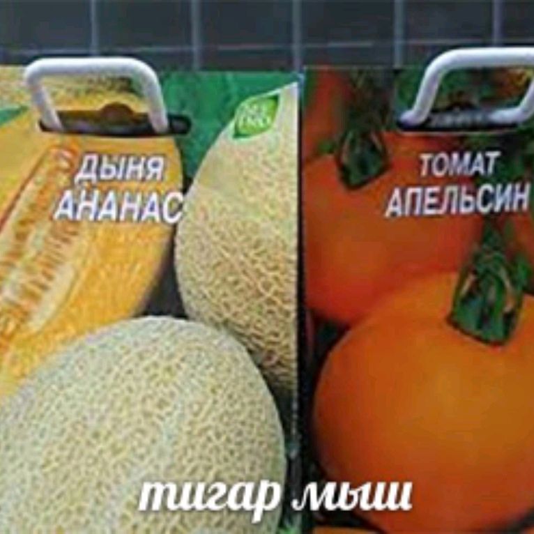 Дыня Томат