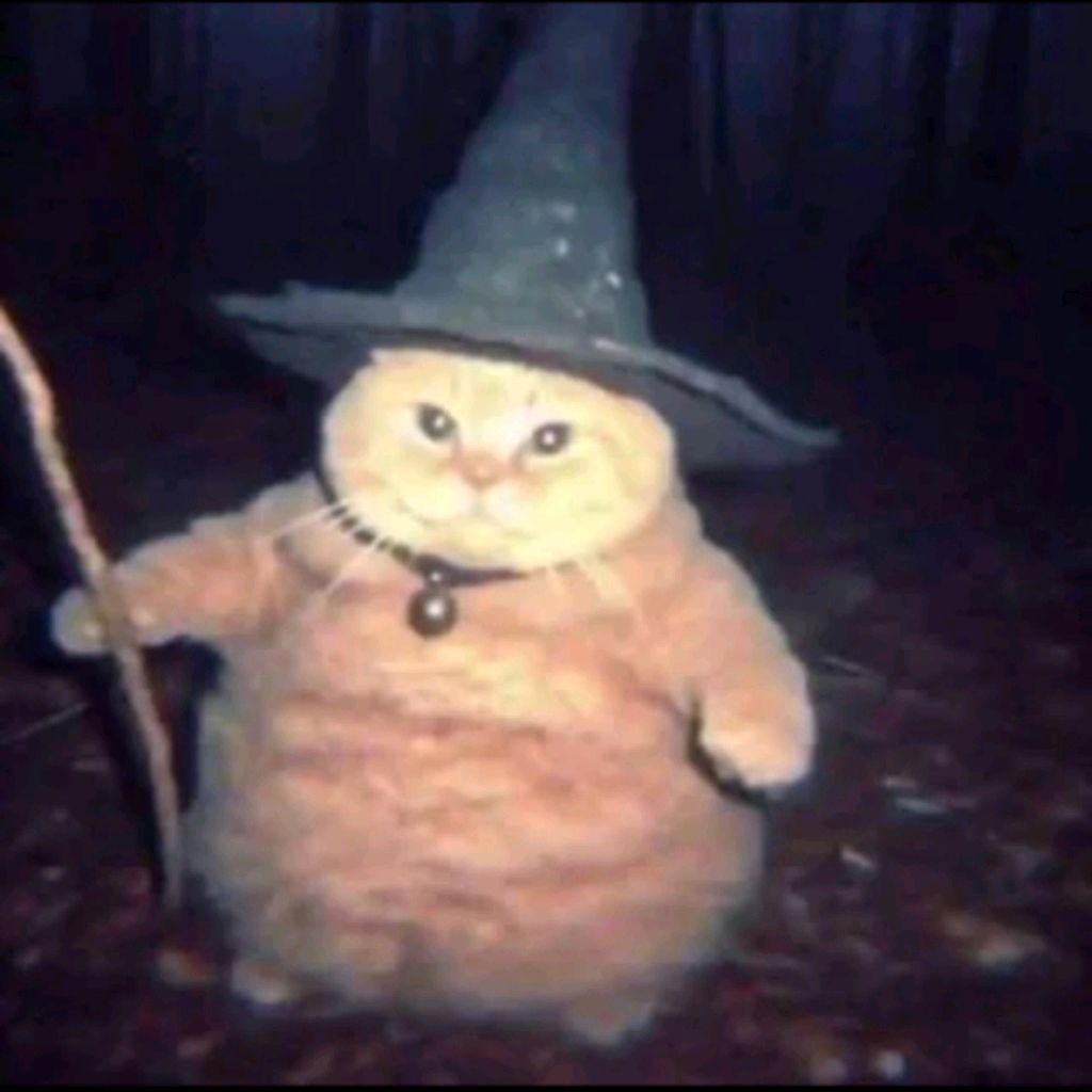 Кот.