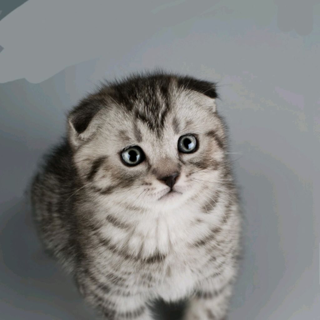 Любитель Котиков 🐱