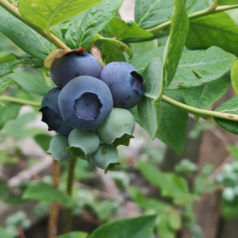 Suleima
