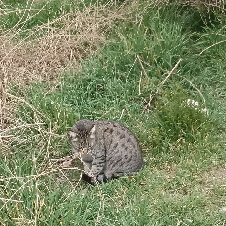 Кот