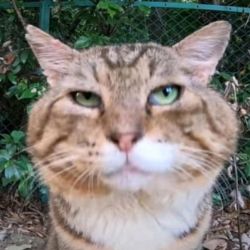 Good Cat ✨