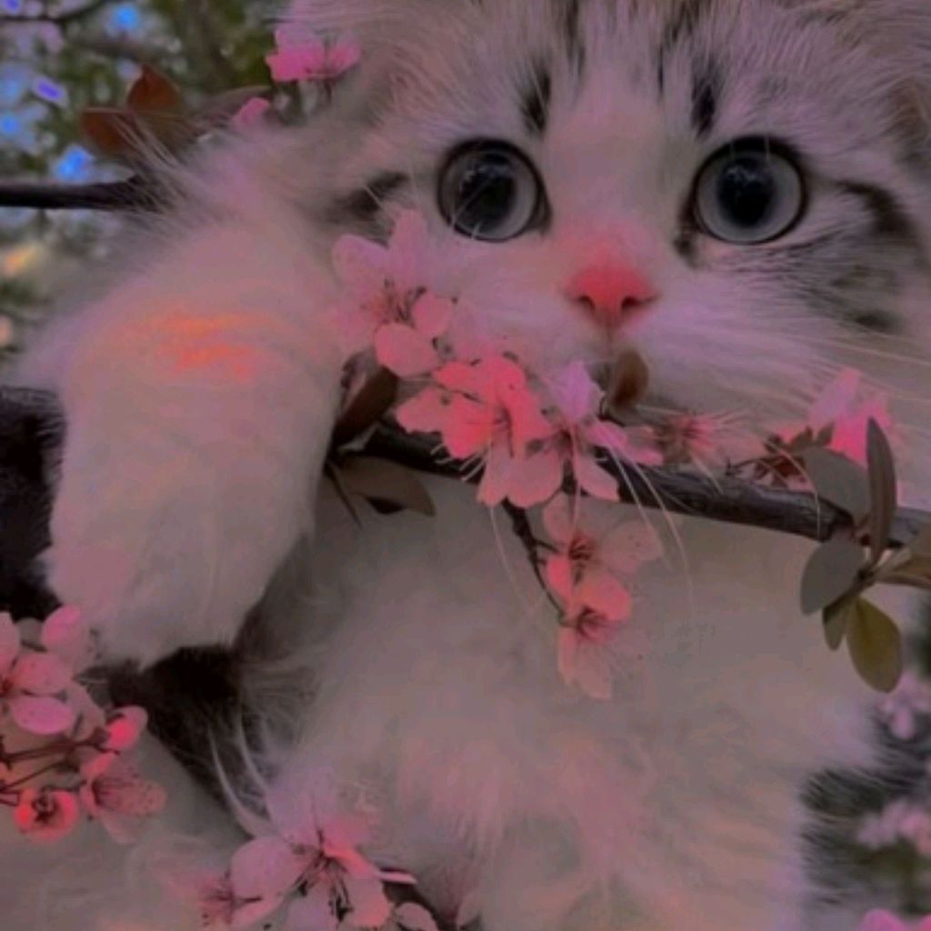 Veri🌿Meow🌱🐈⬛