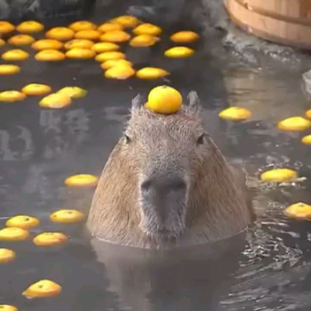 ᕙ⁠(⁠⇀⁠‸⁠↼⁠‶⁠)⁠ᕗ