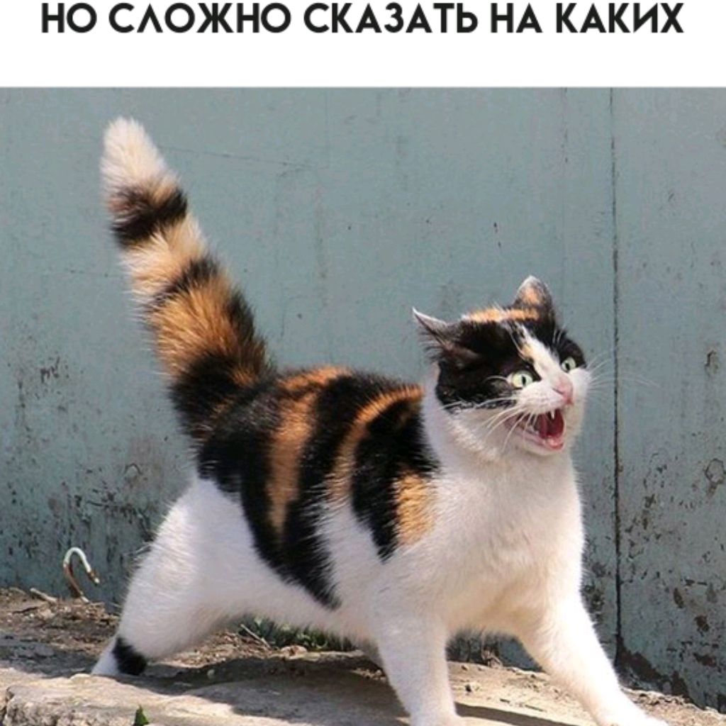 Котик🐈⬛