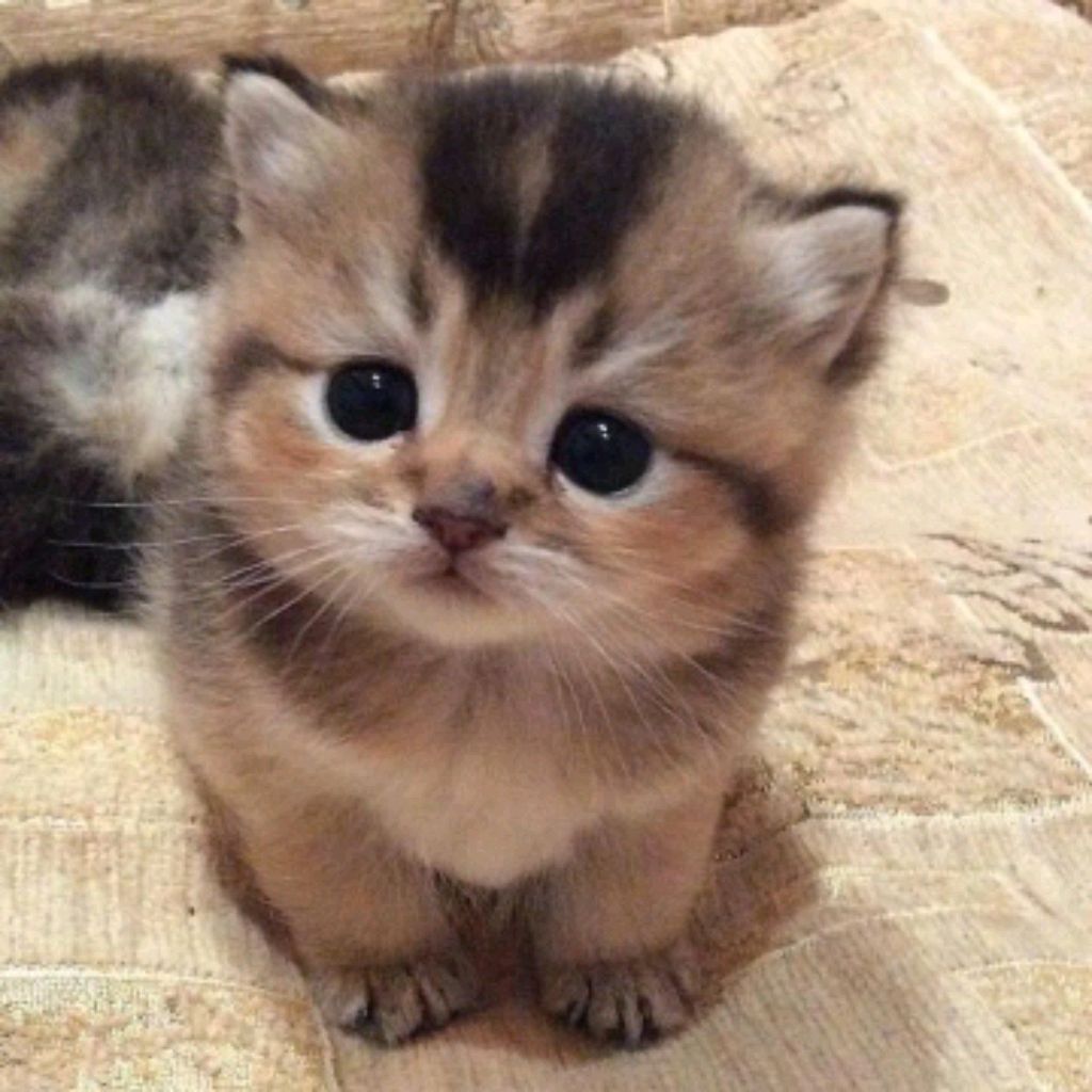 Мяу Котёнок