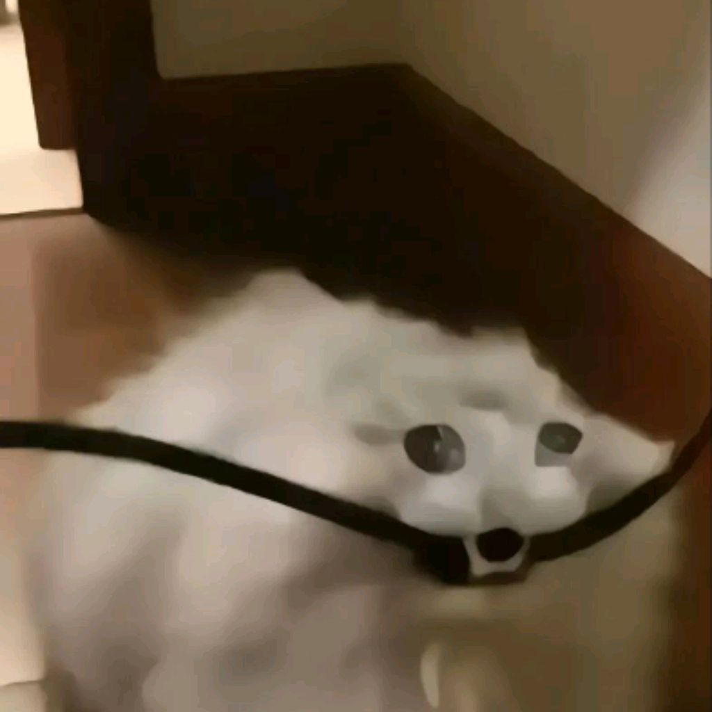 Плохой котик