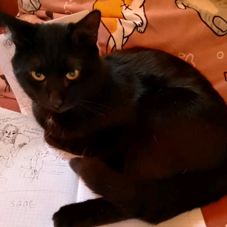 Вязание С Котом