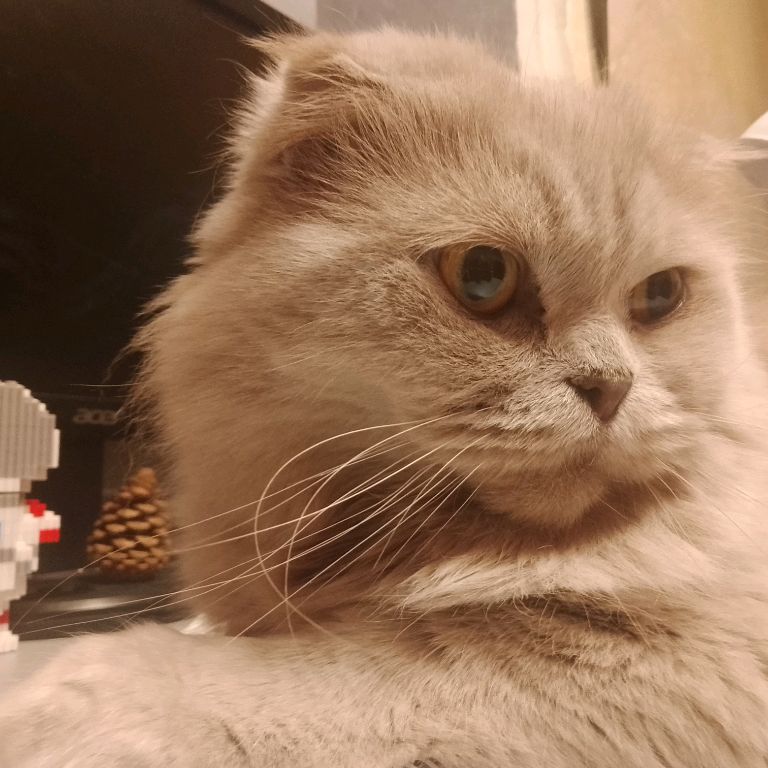 Михаил Добролетов
