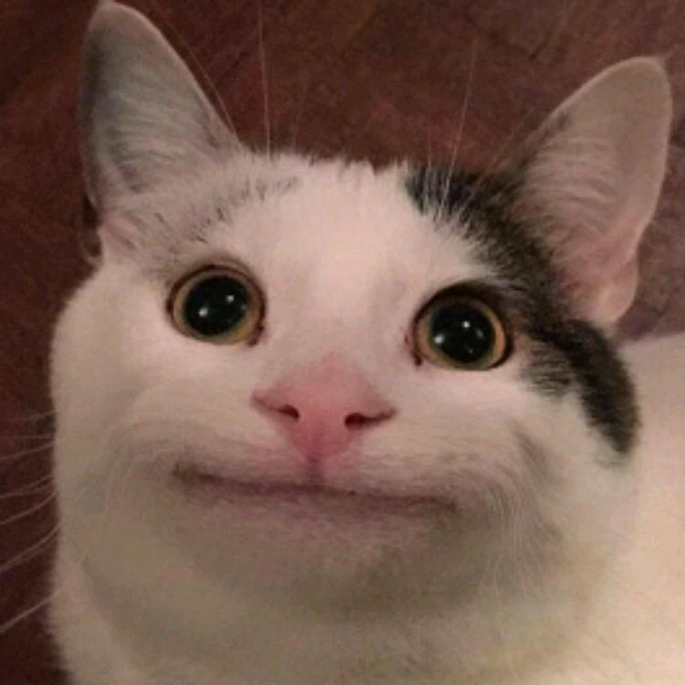 КОТЕЙКА