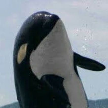 Cyuriken
