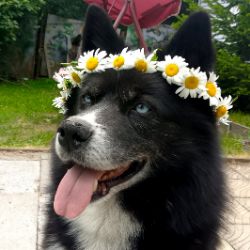 Лаки Волк