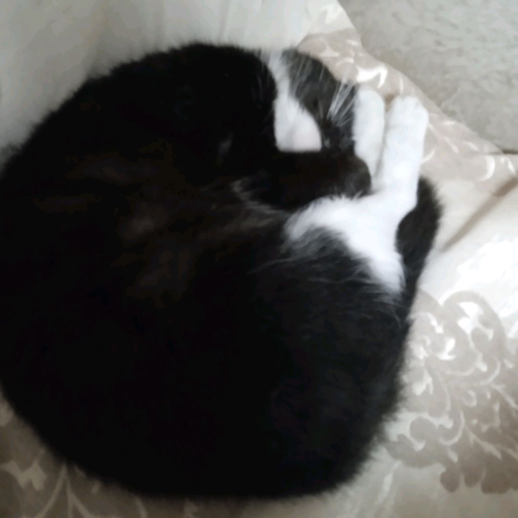 Котик