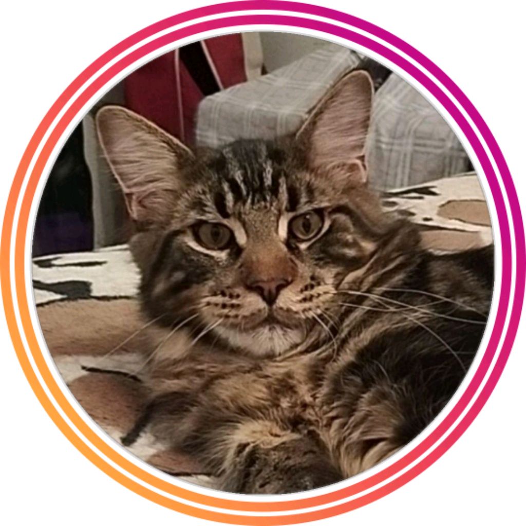 Елена_Maine Coon