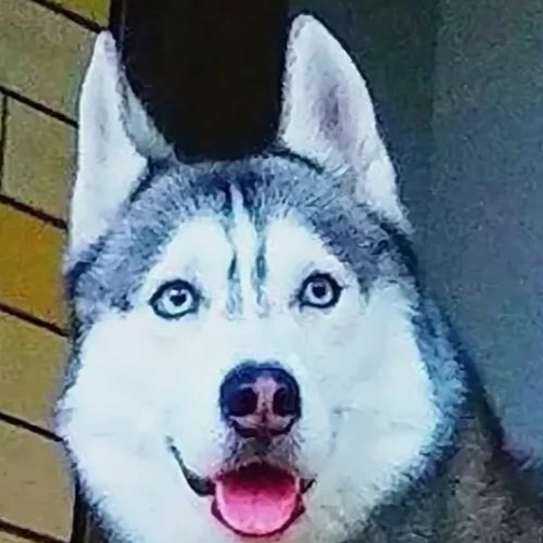 Фанат хаски бандита