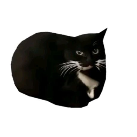 кот масквел