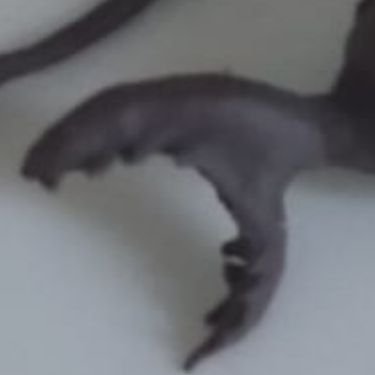 GODZillaBloodBATH