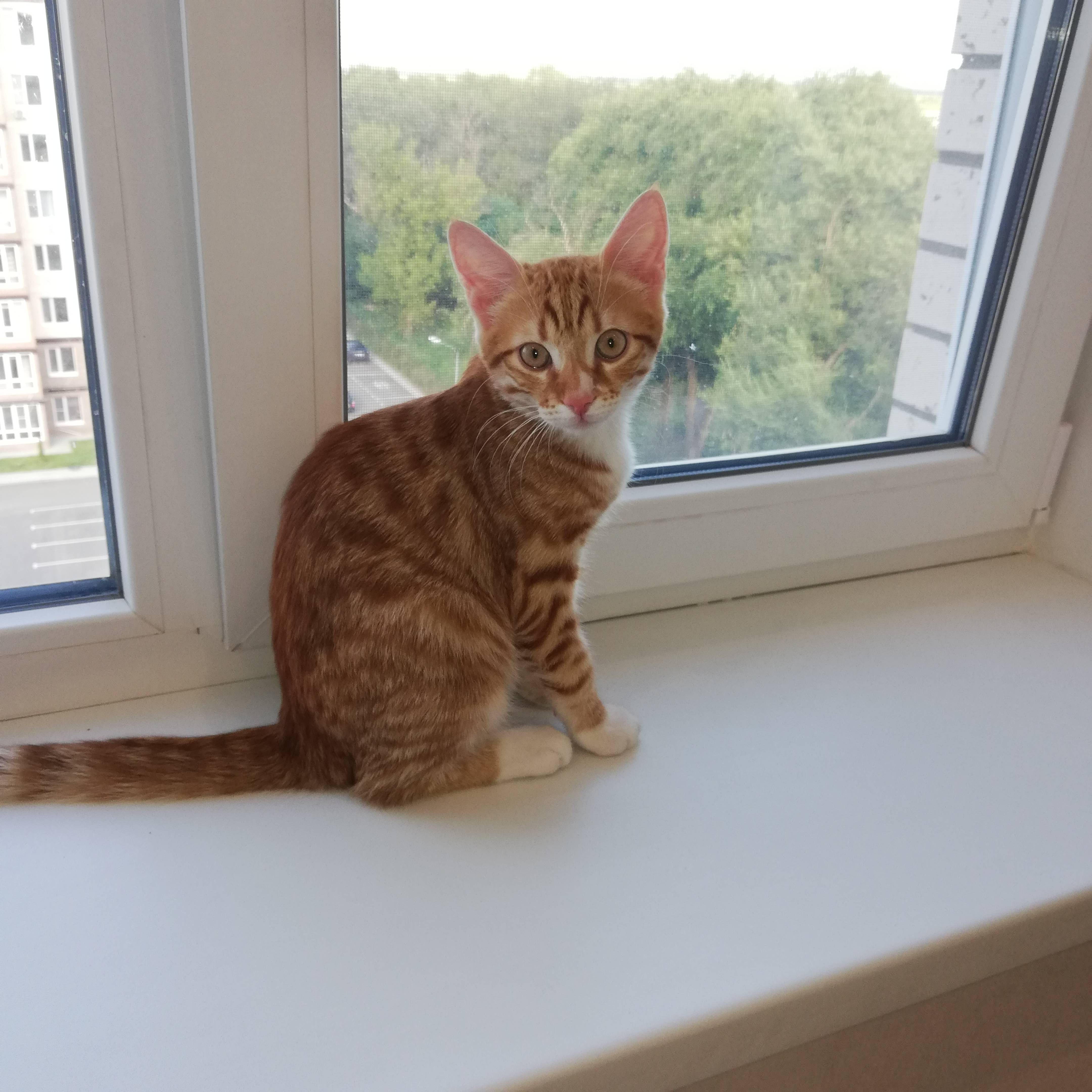 кошачий