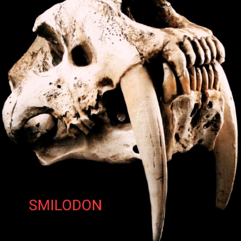 Smilodon