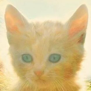 😻Sasha -Meow-Kitty