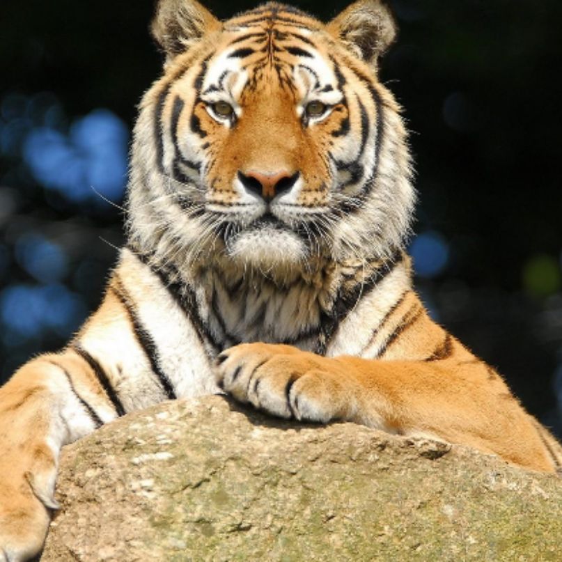 САНЯ TIGER