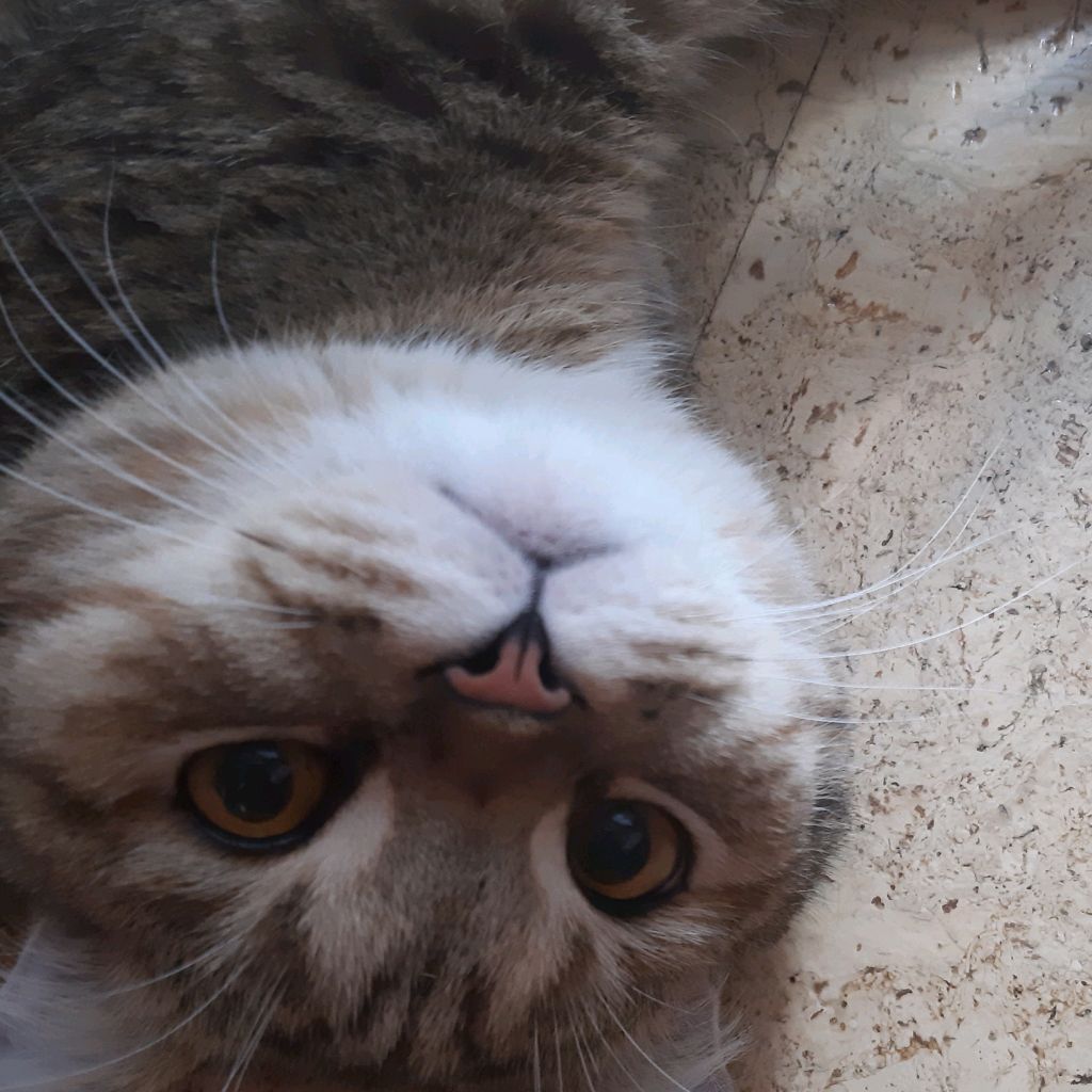 Викуся котуся 😺