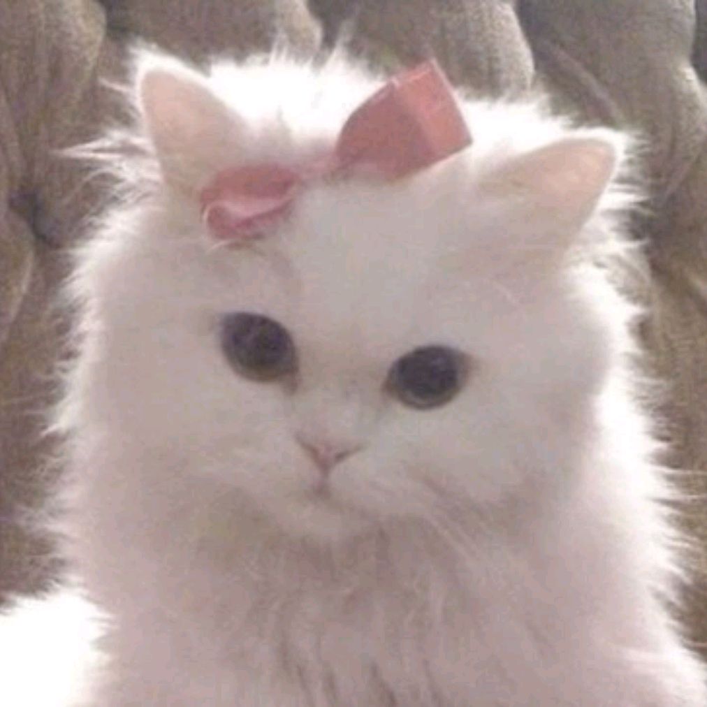 Белка