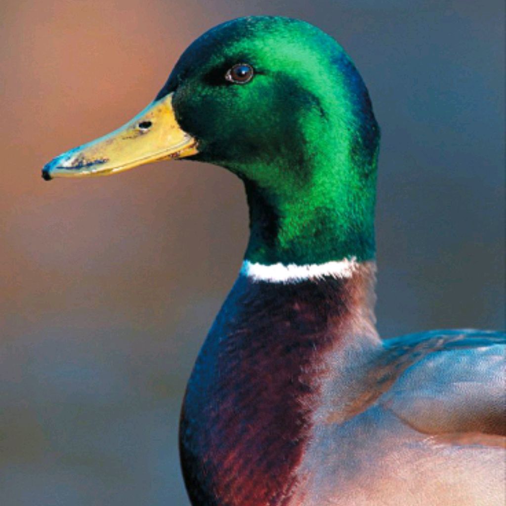 ? ~🦆УТКА-КРЯКВА🦆~¿