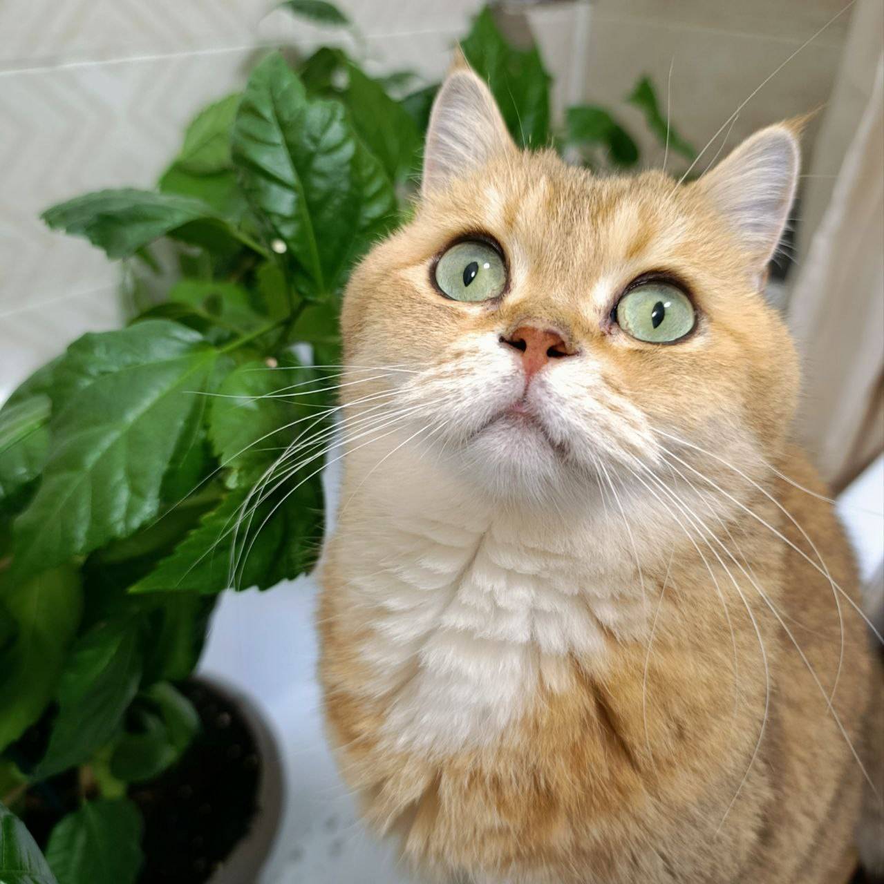 Золотой шотландский кот Тоша