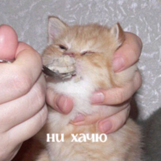 🧈Сырок🧀