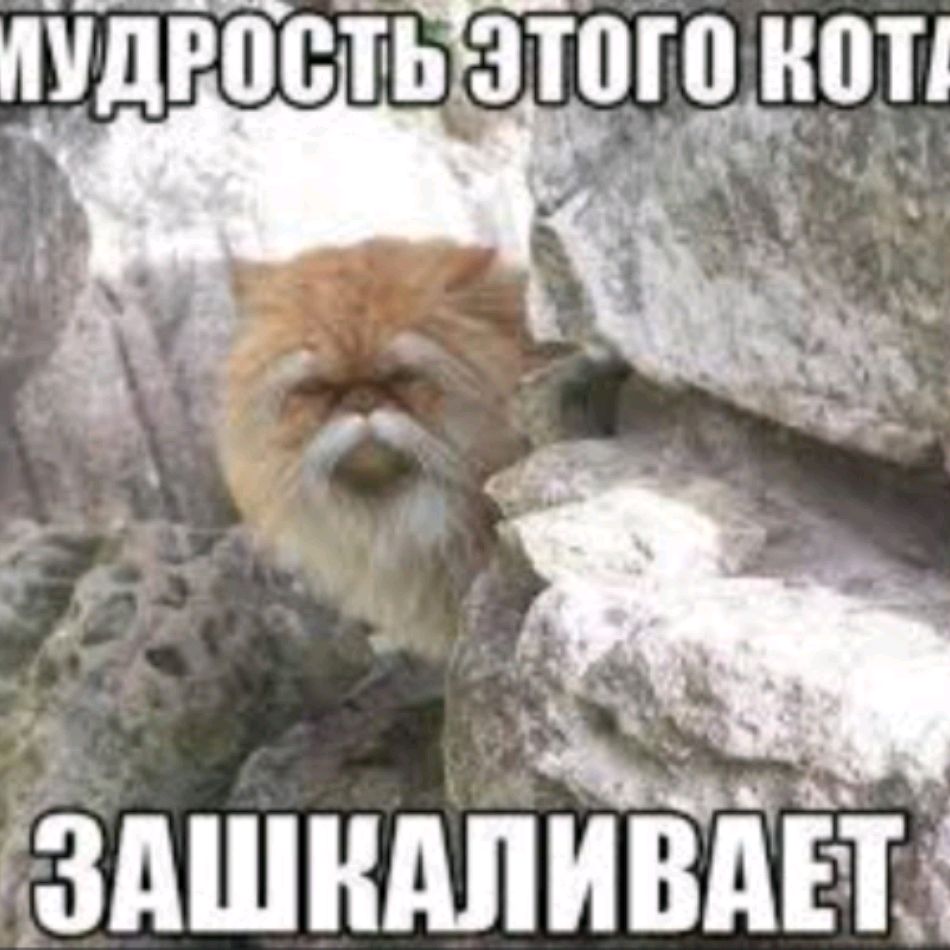 Мудрый кот