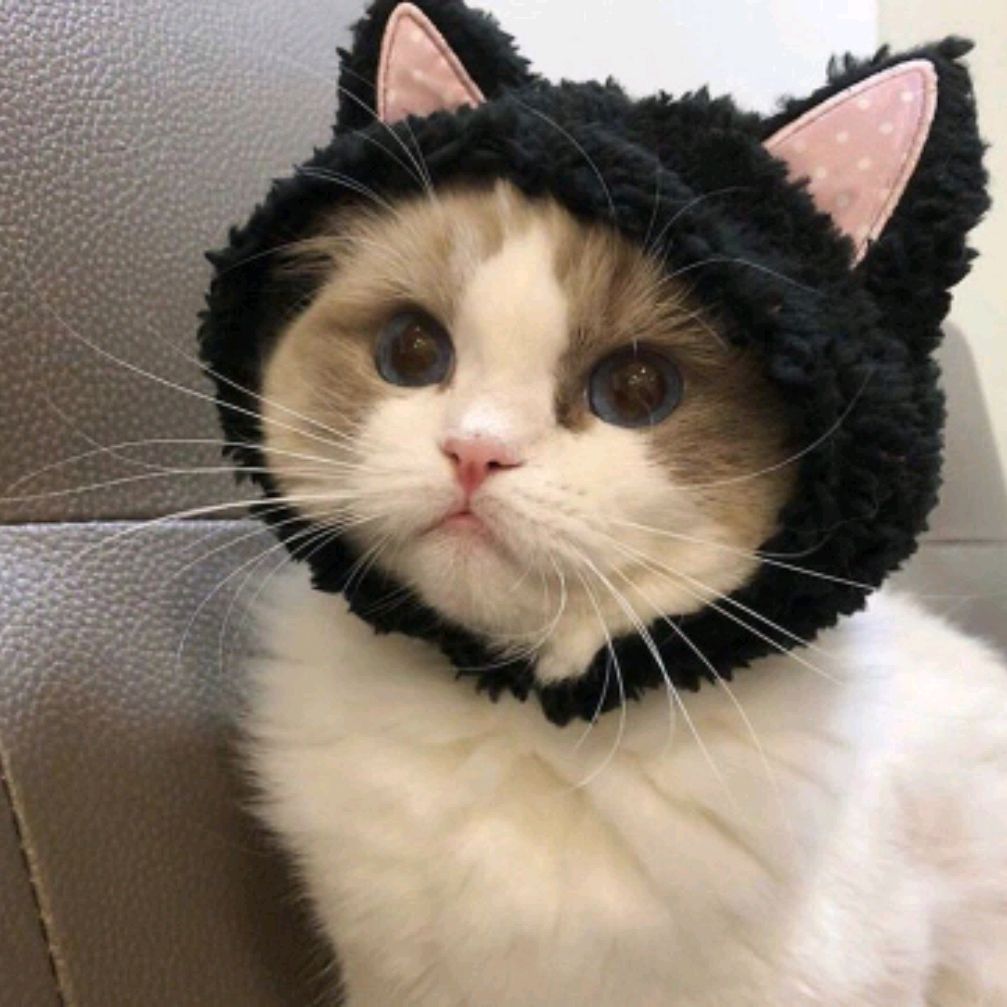 Пельмешка 🥟
