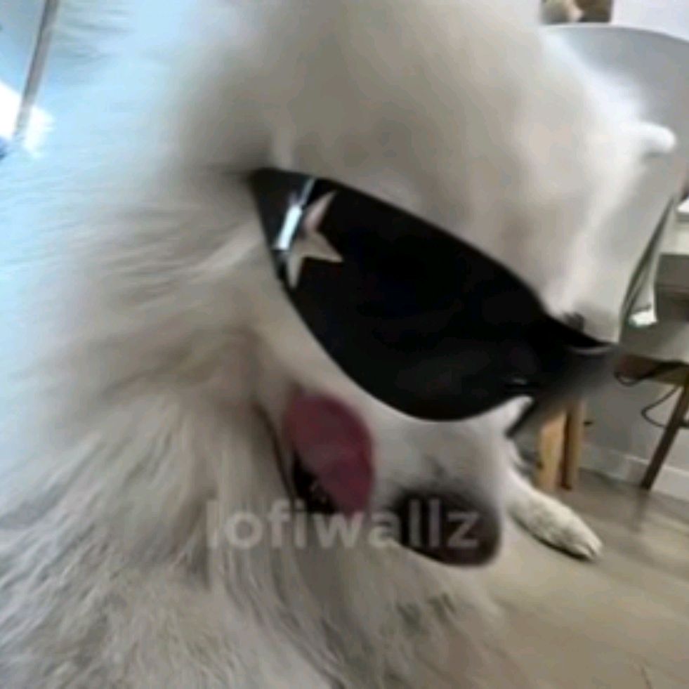Собачкс!¡чо🦴🐶