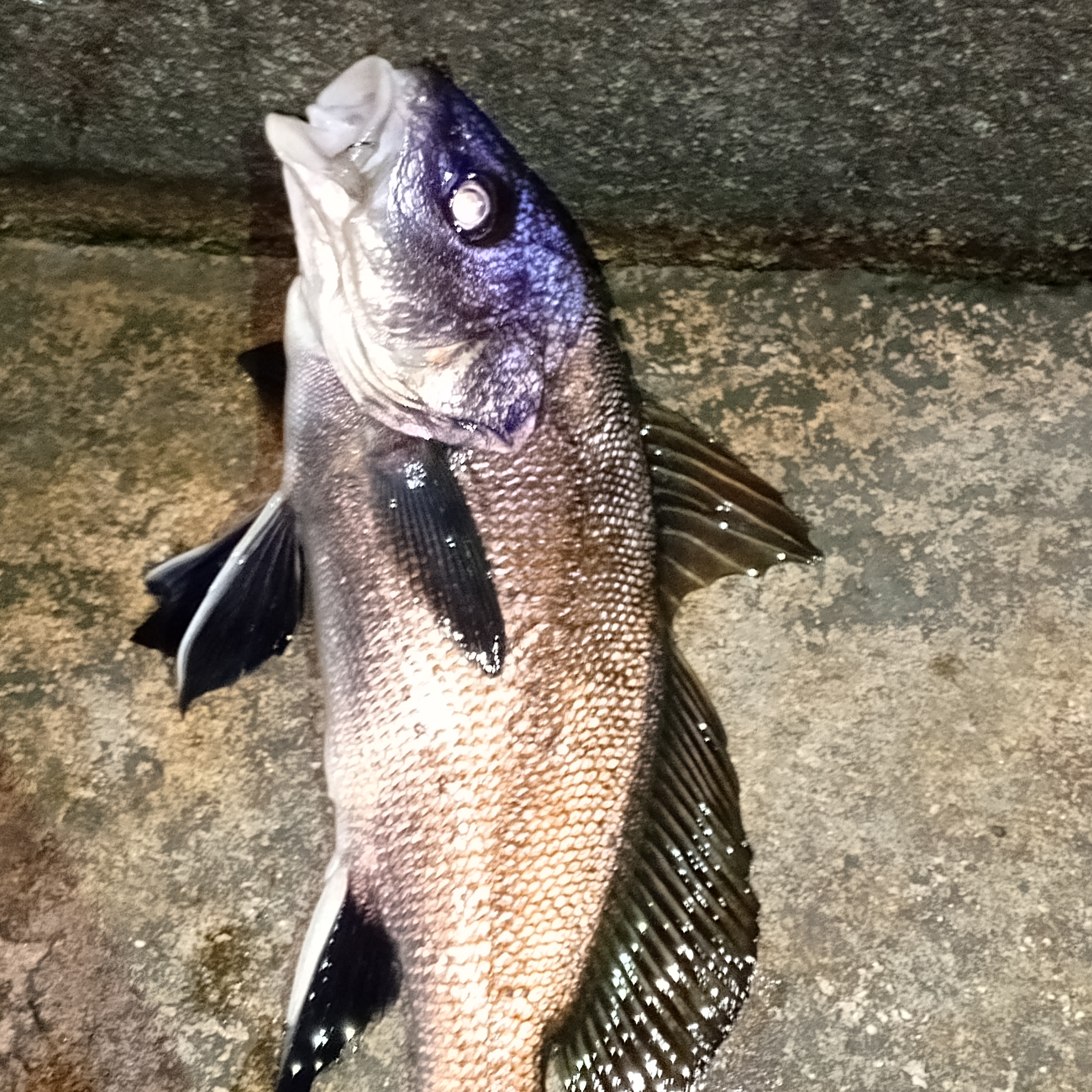 Seryoga Fishing Yalta