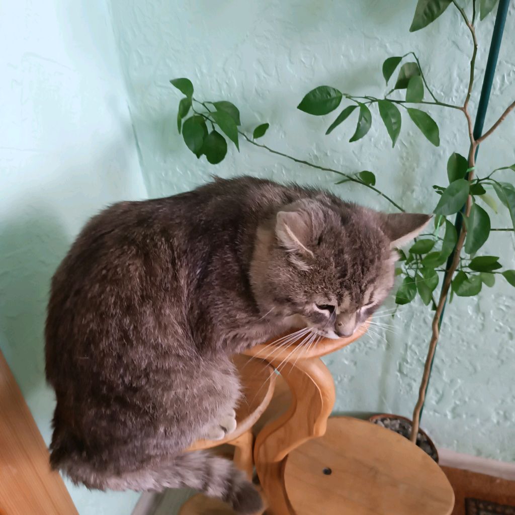 (квд) мур:)