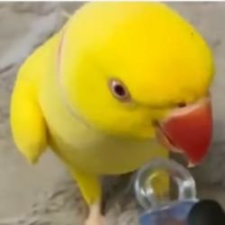 Соня