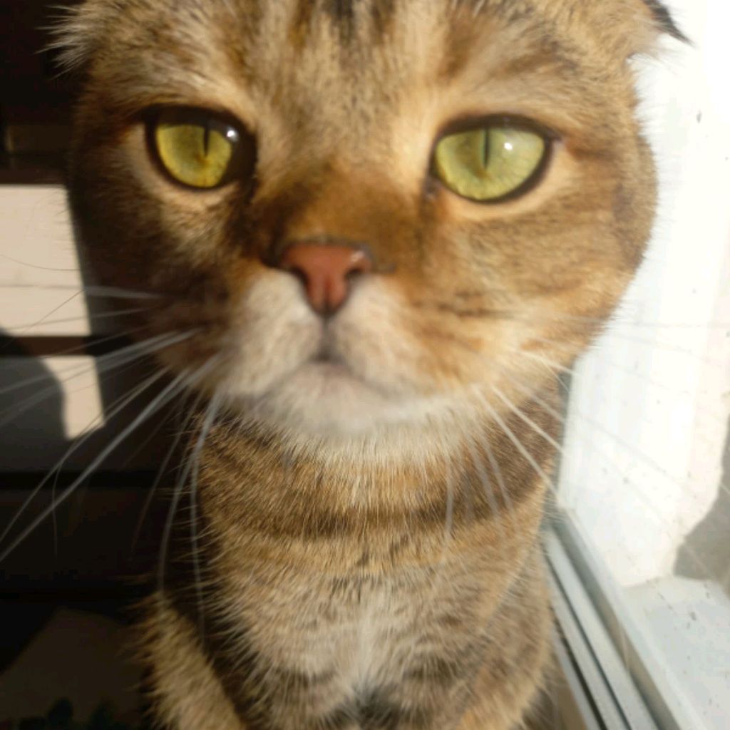 Мой Котэк