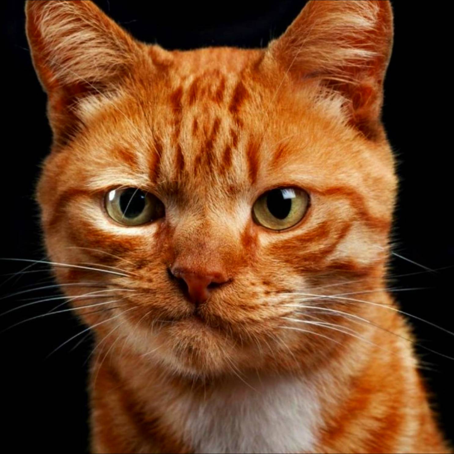 Альфа Кот 13 Шоу