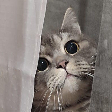 кот подпишись