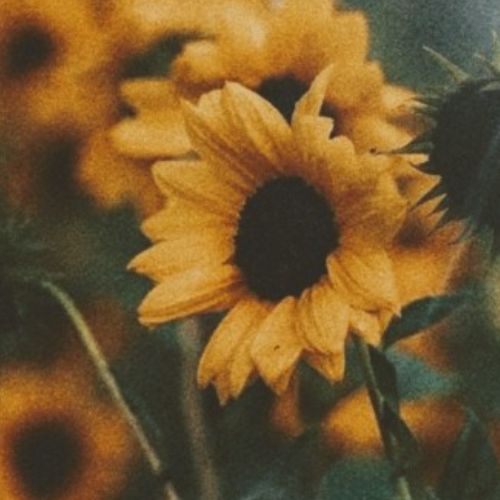 🌻