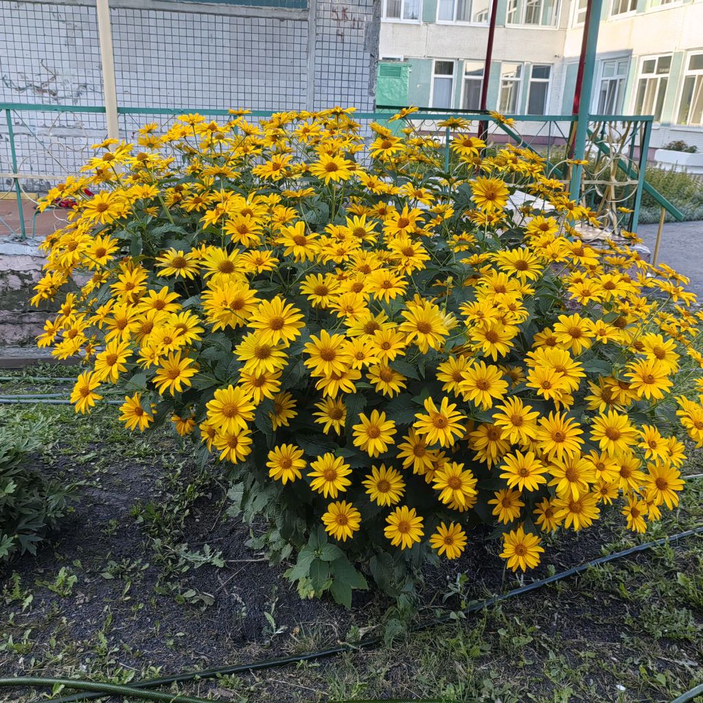 Дарья 