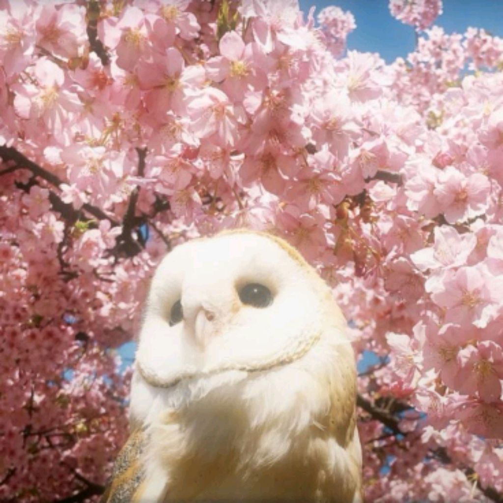 🦉✴️ܻ⨍ɑׁׅᨰׁׅׅ꯱ɑׁׅtׁׁׅׅꪱׁׁׁׅׅׅׅɑׁׅ ✴️🦉