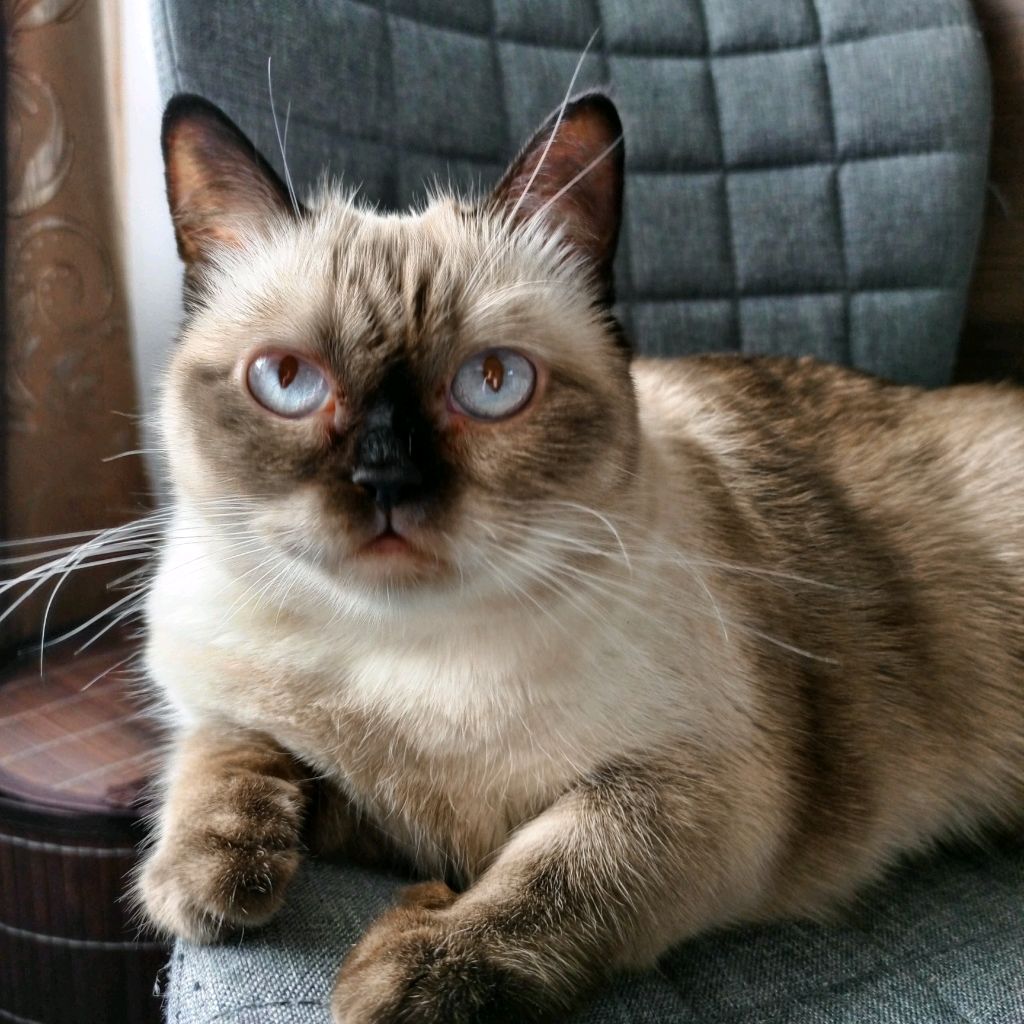 Алекс