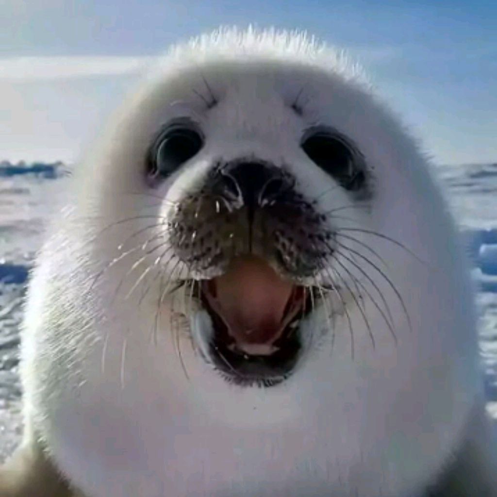 я Тюлень Ты Тюлень Мы Тюлени И Нам Лень