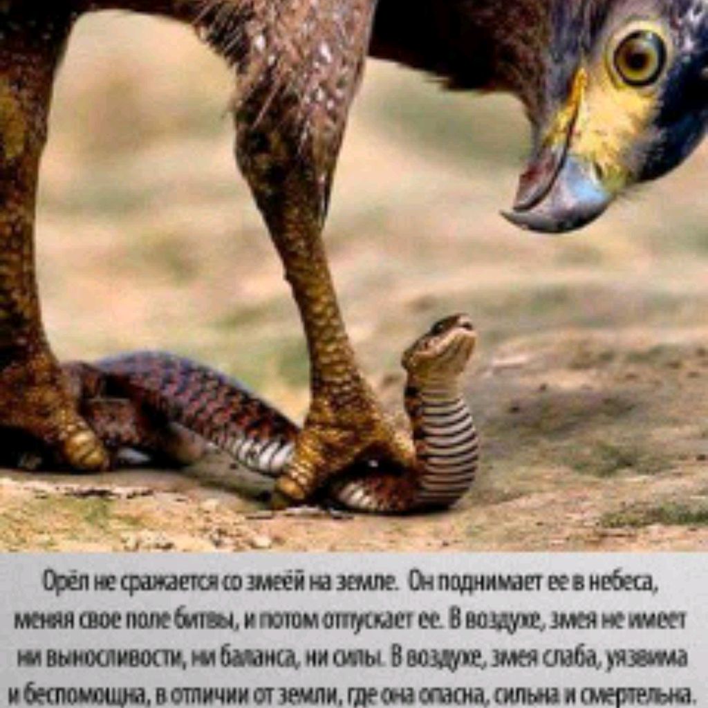 Свет Росс Ток