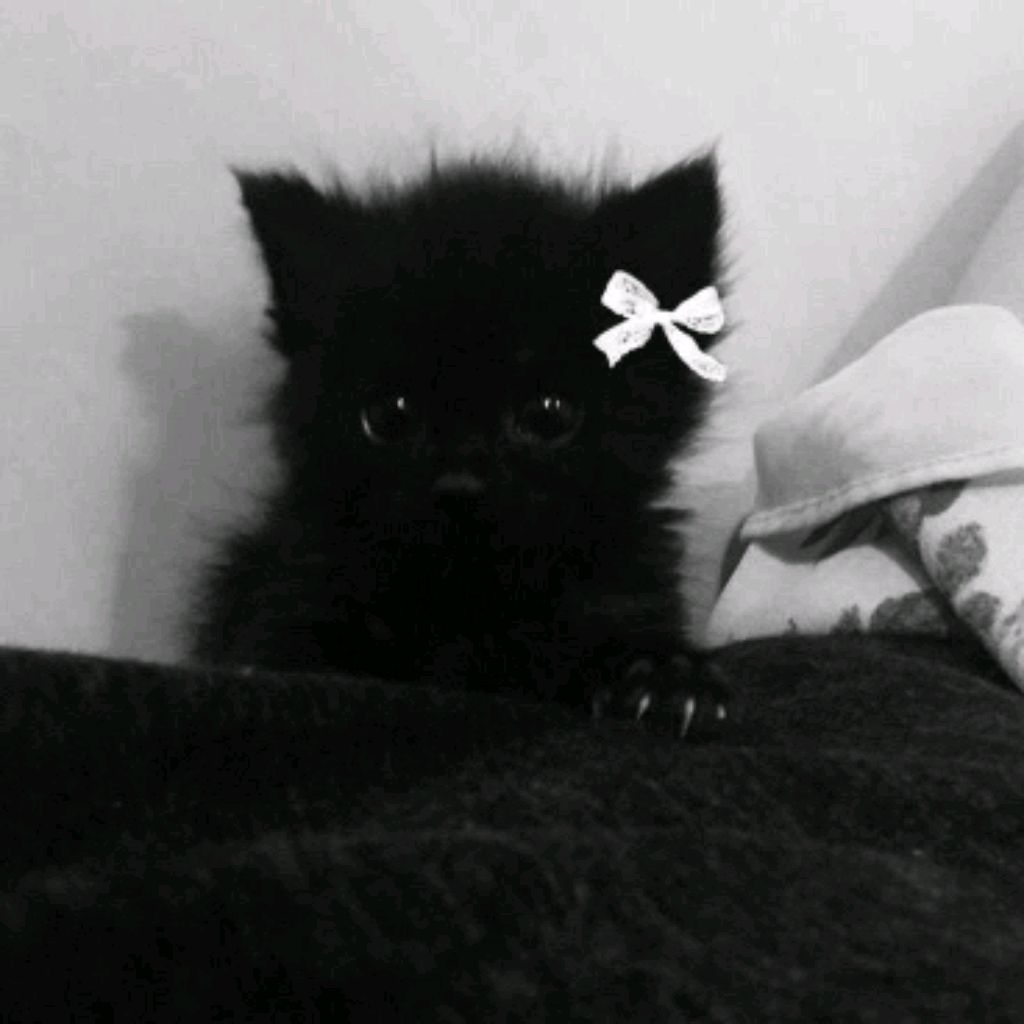 Koteika ^_^
