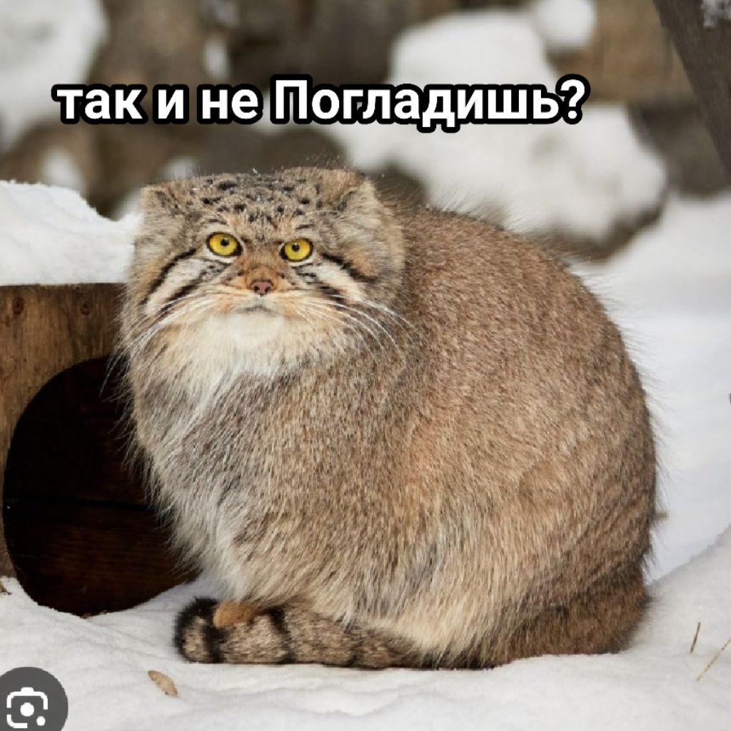 😽Просто Мазик 😽(🌑❌) (❌💜🐈)
