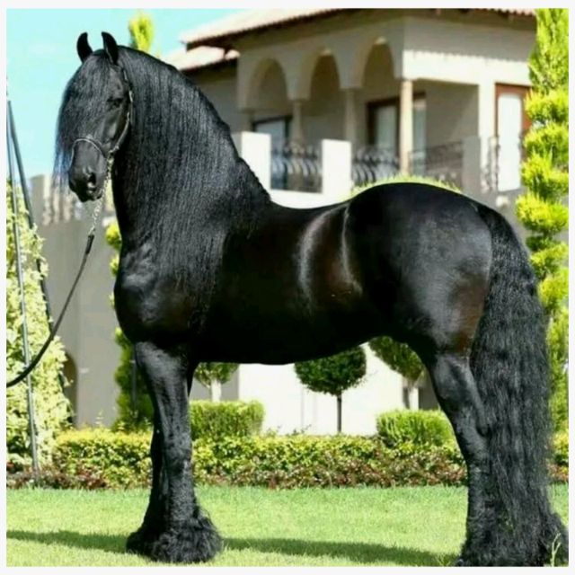 Horse Step